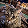 cat, tabby_cat, close_up, indoor, pet, whiskers, fur, blanket, living_room, couch, furniture, relaxing, cozy, animal, mammal, ears, eyes, nose, soft, domestic_cat