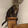 cat, tabby, wood, bedpost, indoor, pet, animal, feline, alert, shadow, wall, brown, striped, sitting, curious, fur, whiskers, ears, tail, domestic