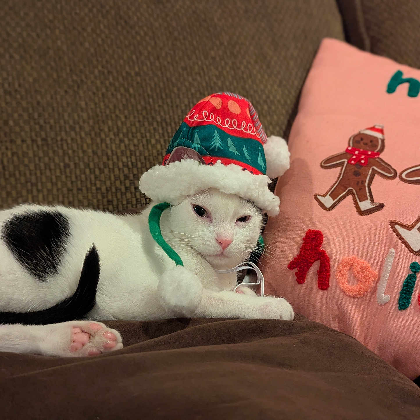 Sylvan joined the competition — help win amazing prizes! animal, applique, baby, cap, cat, clothing, couch, cushion, face, food, furniture, hat, head, homedecor, kitten, pattern, person, pet, pillow, sweets