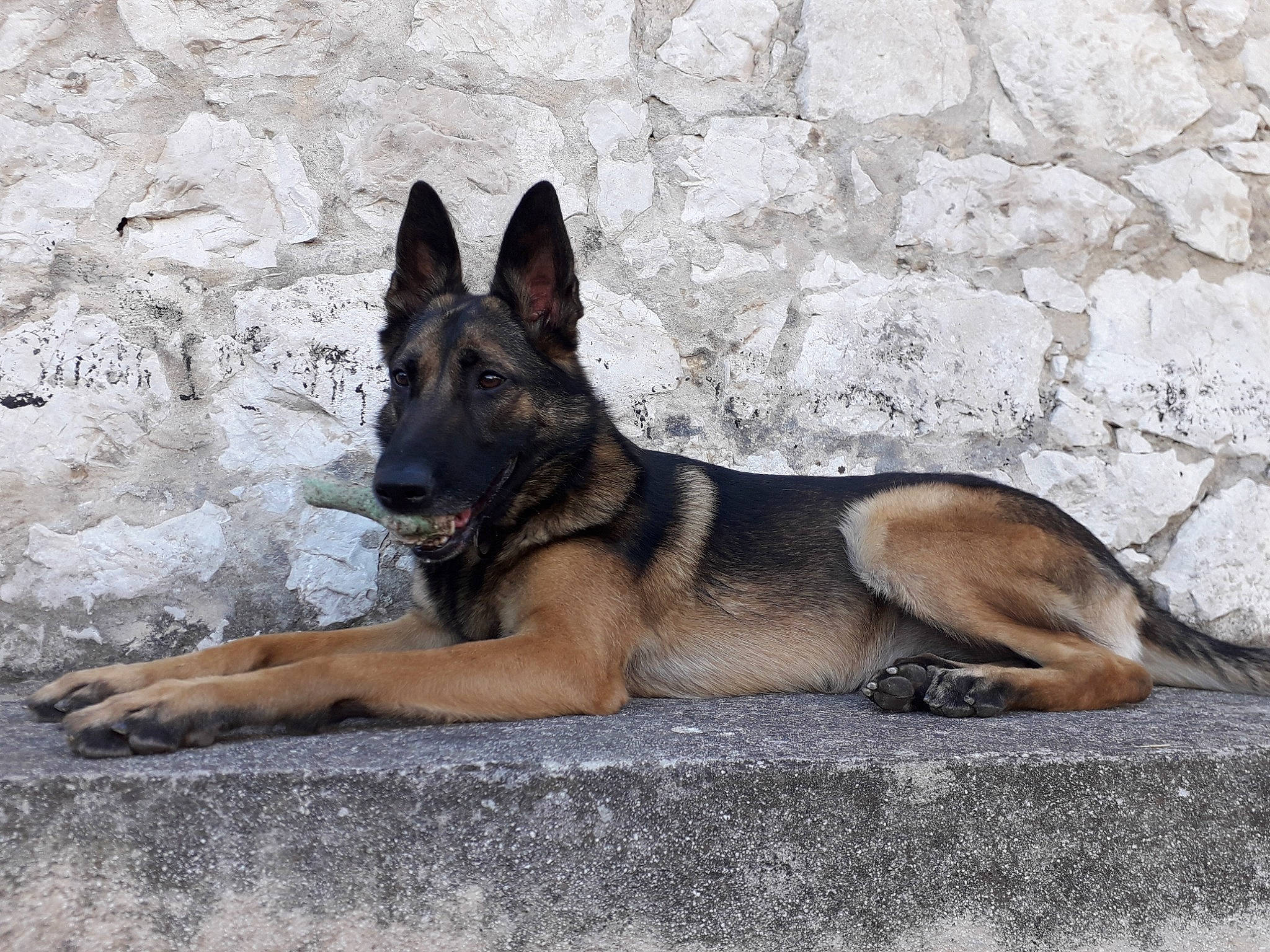 Olya participe au concours pour gagner de l'argent avec cette photo : ancient_dog_breeds, canidae, carnivore, dog, dog_breed, east_european_shepherd, foot, german_shepherd_dog, herding_dog, king_shepherd, old_german_shepherd_dog, sporting_group, terrestrial_animal, working_animal, working_dog