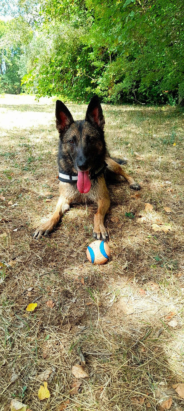 Olya participe au concours pour gagner de l'argent avec cette photo : ball, canidae, carnivore, dog, dog_breed, dog_supply, fawn, german_shepherd_dog, grass, herding_dog, king_shepherd, old_german_shepherd_dog, plant, recreation, sporting_group, sports_equipment, sports_toy, toy, tree, working_animal