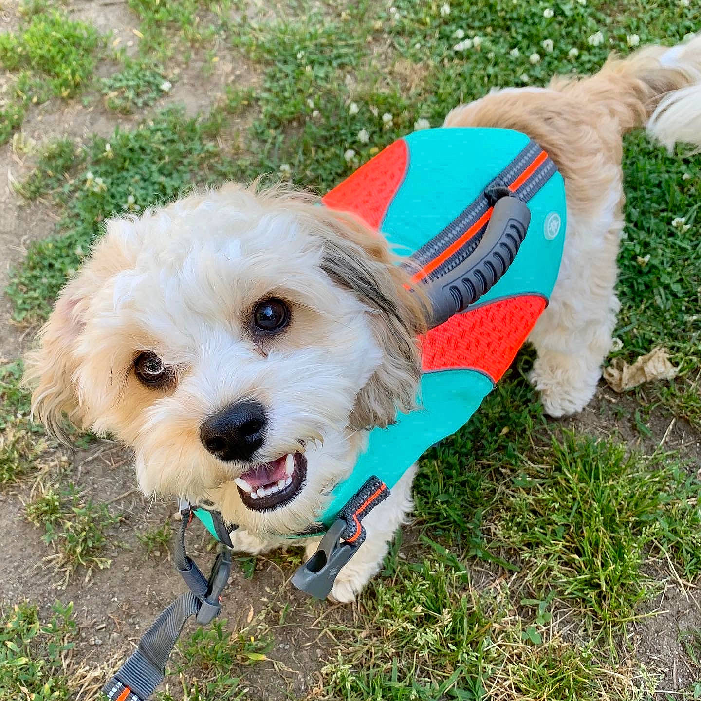 Bentley is registered to the contest to win money with this photo: canidae, carnivore, cavachon, cockapoo, companion_dog, dog, dog_breed, grass, havanese, leash, maltepoo, maltese, mammal, non_sporting_group, puppy, rare_breed_dog, sporting_group, toy_dog, toy_poodle, vertebrate