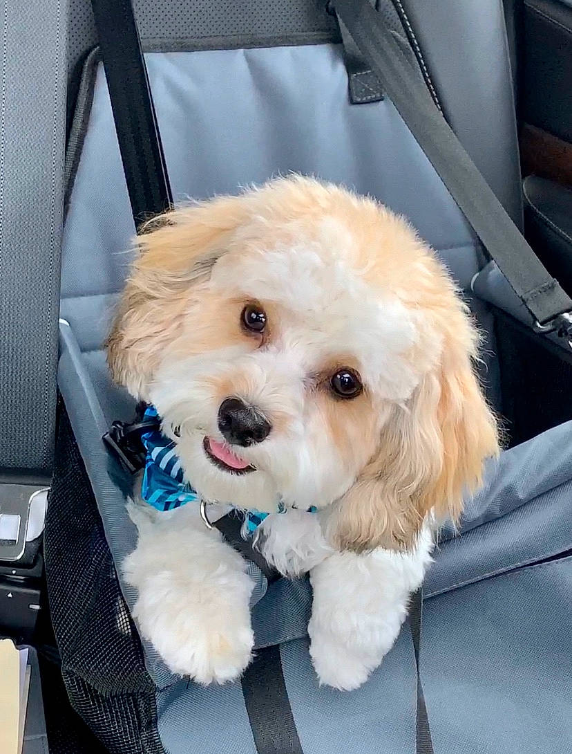 Bentley is registered to the contest to win money with this photo: bichon, canidae, carnivore, cavachon, cavapoo, cockapoo, companion_dog, dog, dog_breed, havanese, maltepoo, maltese, mammal, poodle_crossbreed, puppy, schnoodle, shih_poo, snout, toy_poodle, vertebrate