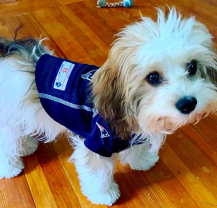 Bentley joined the competition — help win amazing prizes! canidae, carnivore, cavachon, companion_dog, dog, dog_breed, dog_clothes, havanese, kyi_leo, lhasa_apso, lowchen, maltepoo, maltese, mammal, puppy, puppy_love, rare_breed_dog, shih_tzu, snout, toy_dog