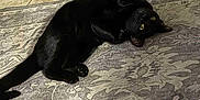 Luci joined the competition — help win amazing prizes! black_cat, cat, dog, animal, pet, indoor, rug, tile_floor, playful, lying_down, paws, fur, cozy, patterned_rug, floor, domestic, cute, relaxed, brown_dog, blurry