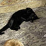 black_cat, cat, dog, animal, pet, indoor, rug, tile_floor, playful, lying_down, paws, fur, cozy, patterned_rug, floor, domestic, cute, relaxed, brown_dog, blurry
