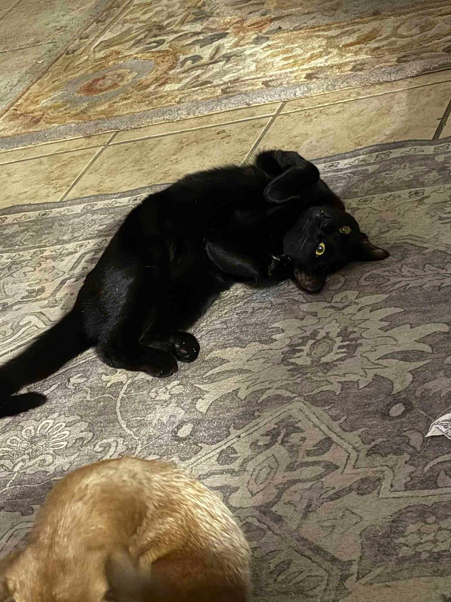 Luci joined the competition — help win amazing prizes! black_cat, cat, dog, animal, pet, indoor, rug, tile_floor, playful, lying_down, paws, fur, cozy, patterned_rug, floor, domestic, cute, relaxed, brown_dog, blurry
