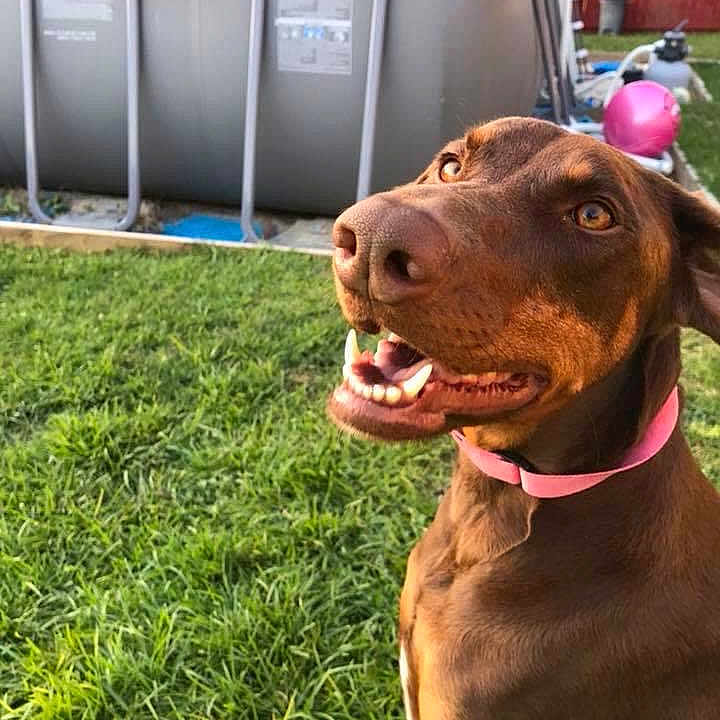 Daisy