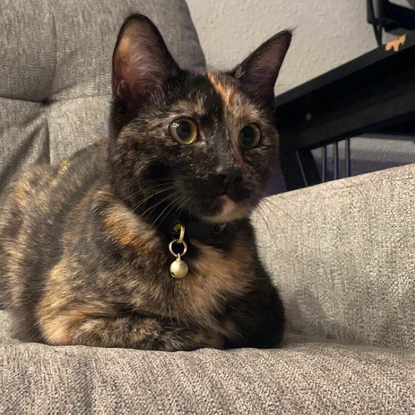Zaza