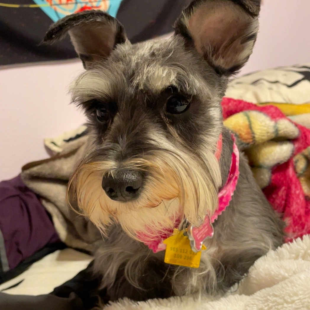Kimber is registered to the contest to win money with this photo: accessories, animal, bird, blanket, canine, couch, cushion, dog, face, furniture, head, homedecor, indoors, linen, person, pet, photography, portrait, puppy, terrier
