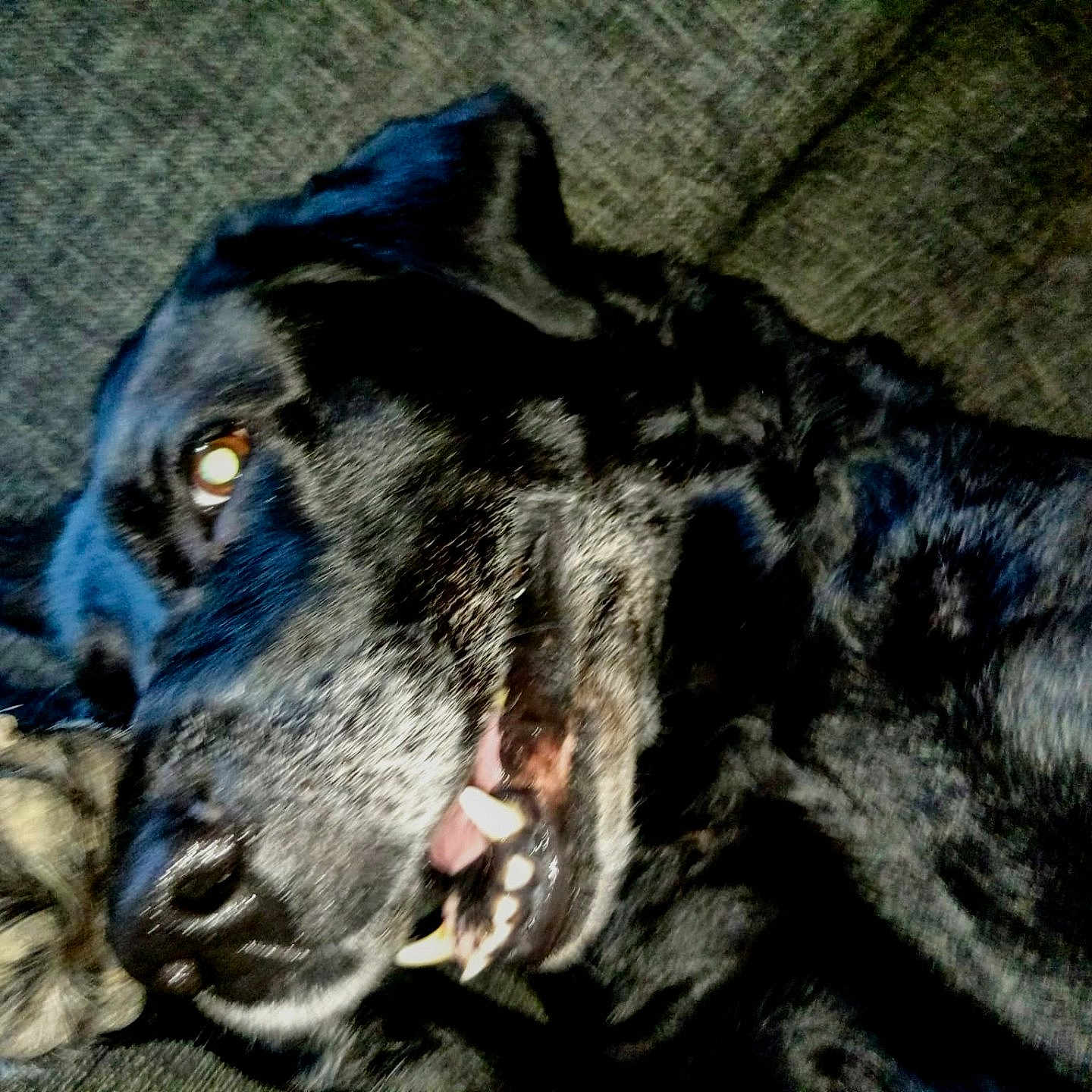 Zuma a rejoint le concours — aidez-le/la à gagner de superbes lots ! animal, ball, bodypart, canine, cat, couch, dog, furniture, greatdane, hound, labradorretriever, mouth, person, pet, puppy, sleeping, sport, teeth, tennis, tennisball