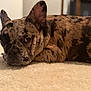 Blayze joined the competition — help win amazing prizes! dog, french_bulldog, brindle, carpet, indoor, pet, animal, laying_down, close_up, ears, face, fur, resting, cute, domestic_animal, canine, portrait, relaxed, floor, home