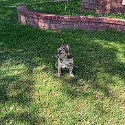 Blayze is registered to the contest to win money with this photo: dog, french_bulldog, grass, lawn, tree, brick_wall, garden_bed, suburban, outdoor, pet, canine, shaded, sunlight, yard, animal, sitting, daytime, nature, quiet, residential
