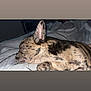 Blayze joined the competition — help win amazing prizes! dog, sleeping, brindle, pet, indoors, blanket, cozy, fur, paw, resting, animal, canine, bed, cute, ears, domestic, snout, relaxed, quiet, nap