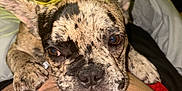 Blayze joined the competition — help win amazing prizes! dog, french_bulldog, pet, animal, bed, blanket, close_up, indoor, resting, cute, fur, ears, face, paw, human, skin, comfort, relaxation, cozy, sleepy
