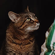 Sweet Potato is registered to the contest to win money with this photo: cat, tabby, animal, pet, feline, green_eyes, fur, whiskers, portrait, close_up, looking_sideways, domestic_cat, indoor, soft_light, texture, curious, majestic, brown, striped, dark_background