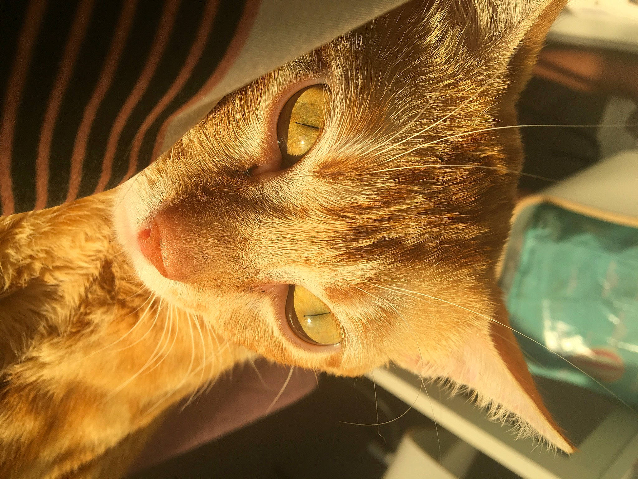 Orson a rejoint le concours — aidez-le/la à gagner de superbes lots ! asian, carnivore, cat, chausie, close_up, domestic_short_haired_cat, ear, european_shorthair, eye, felidae, fur, jaw, kitten, nose, ocicat, organ, small_to_medium_sized_cats, snout, tabby_cat, whiskers