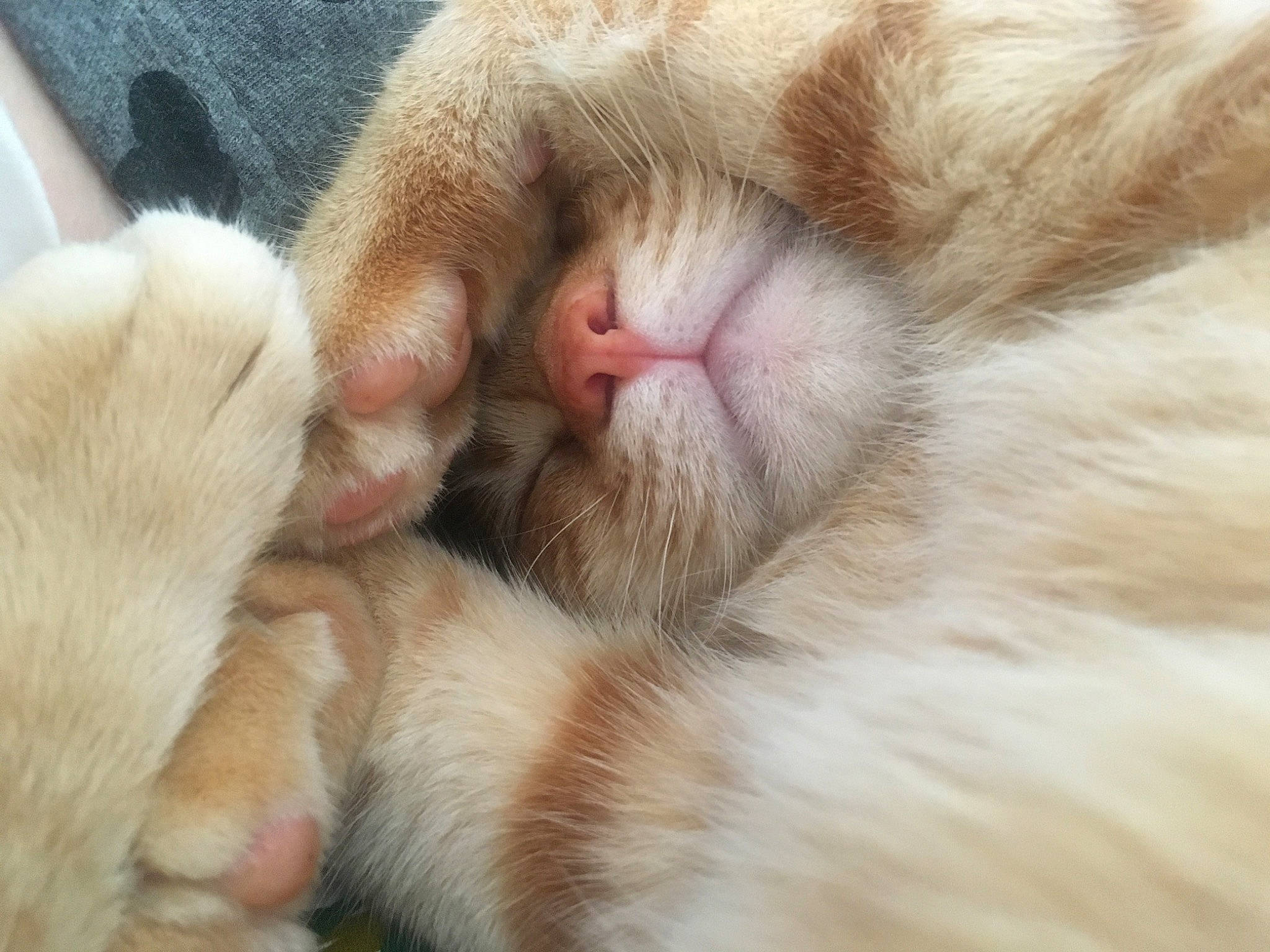 Orson participe au concours pour gagner de l'argent avec cette photo : carnivore, cat, claw, close_up, fawn, felidae, fur, paw, polydactyl_cat, puppy_love, small_to_medium_sized_cats, snout, whiskers