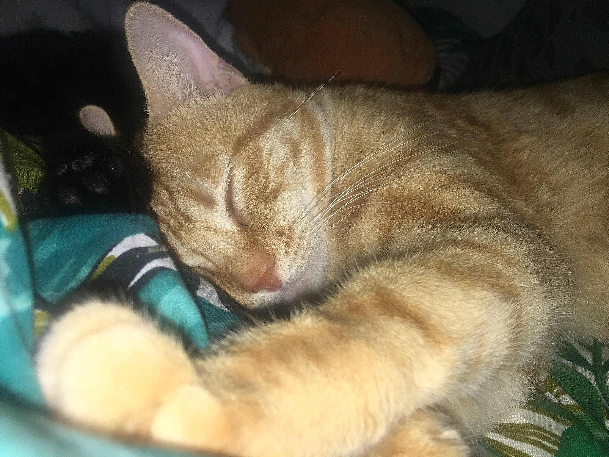 Orson participe au concours pour gagner de l'argent avec cette photo : asian, carnivore, cat, claw, domestic_short_haired_cat, european_shorthair, eye, fawn, felidae, fur, german_rex, mammal, nap, nose, ojos_azules, skin, small_to_medium_sized_cats, snout, vertebrate, whiskers