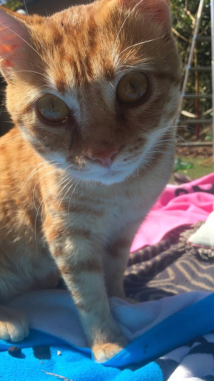 Orson a rejoint le concours — aidez-le/la à gagner de superbes lots ! aegean_cat, arabian_mau, asian, carnivore, cat, domestic_short_haired_cat, european_shorthair, fawn, felidae, german_rex, kitten, mammal, ocicat, small_to_medium_sized_cats, snout, tabby_cat, whiskers