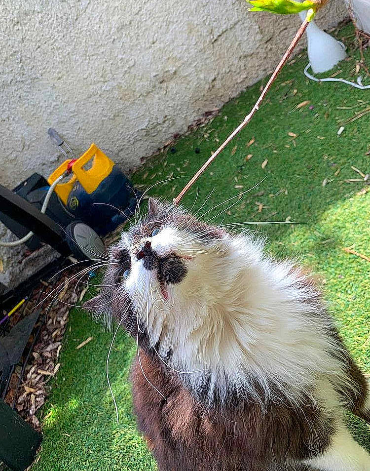 Moustache a rejoint le concours — aidez-le/la à gagner de superbes lots ! carnivore, cat, domestic_long_haired_cat, felidae, grass, persian, small_to_medium_sized_cats, tail, whiskers