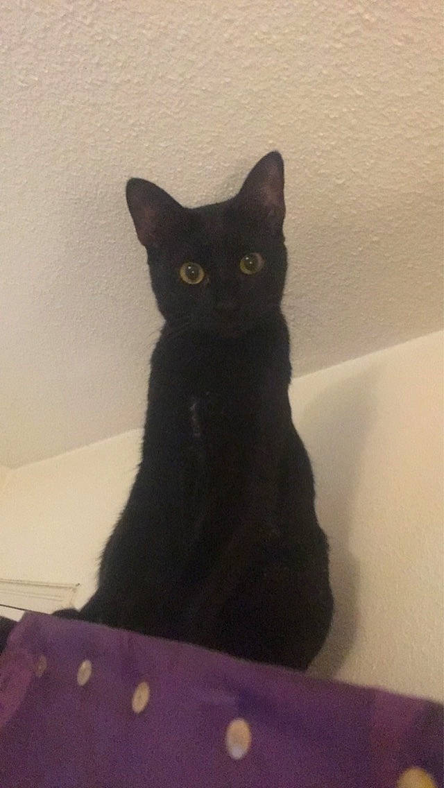 Phoebee participe au concours pour gagner de l'argent avec cette photo : asian, black_cat, bombay, british_shorthair, burmese, carnivore, cat, domestic_short_haired_cat, felidae, havana_brown, korat, mammal, small_to_medium_sized_cats, tail, whiskers