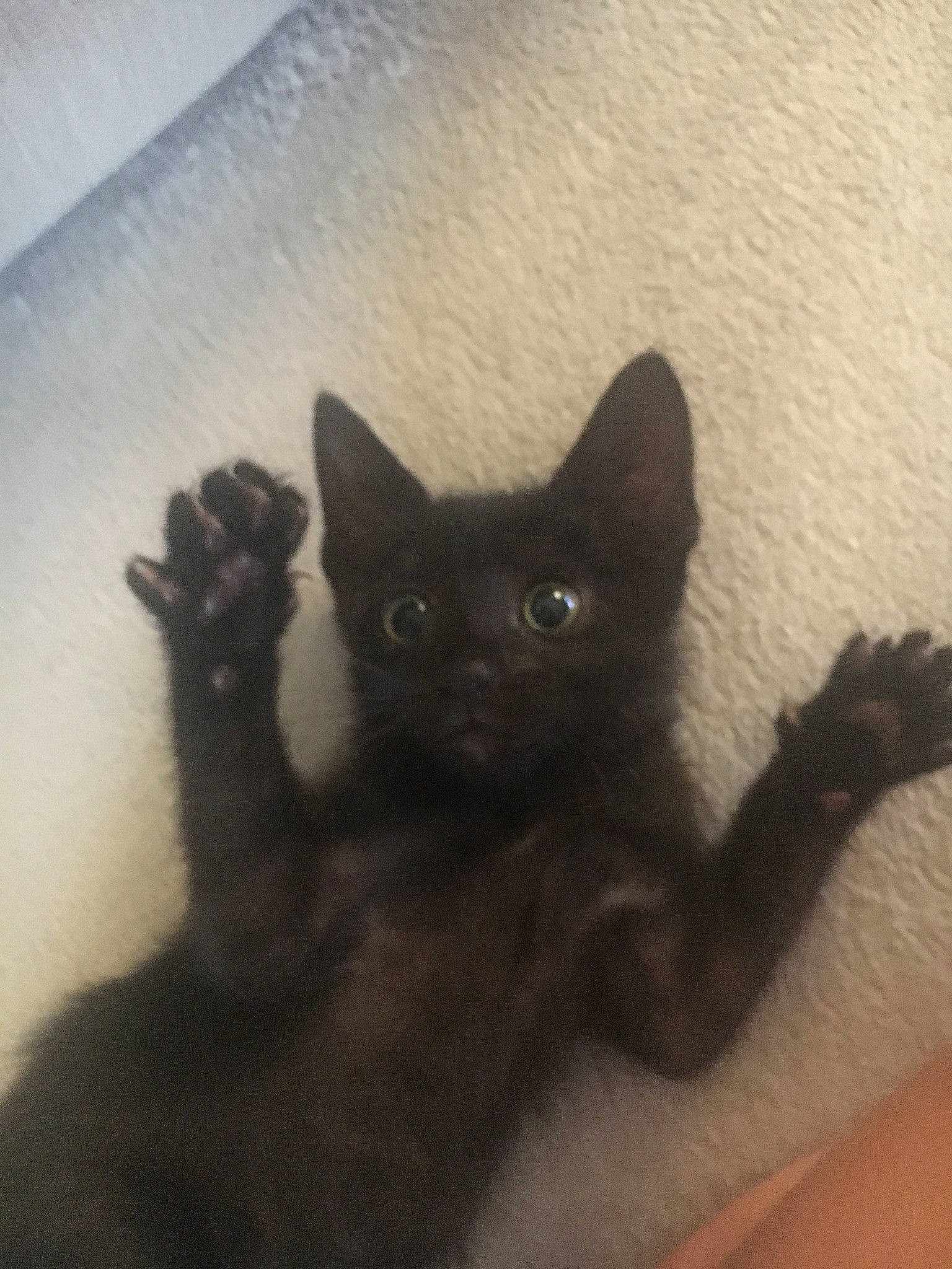 Phoebee a rejoint le concours — aidez-le/la à gagner de superbes lots ! asian, black_cat, bombay, burmese, carnivore, cat, domestic_short_haired_cat, ear, eye, felidae, german_rex, kitten, korat, mammal, nebelung, polydactyl_cat, russian_blue, small_to_medium_sized_cats, tail, whiskers