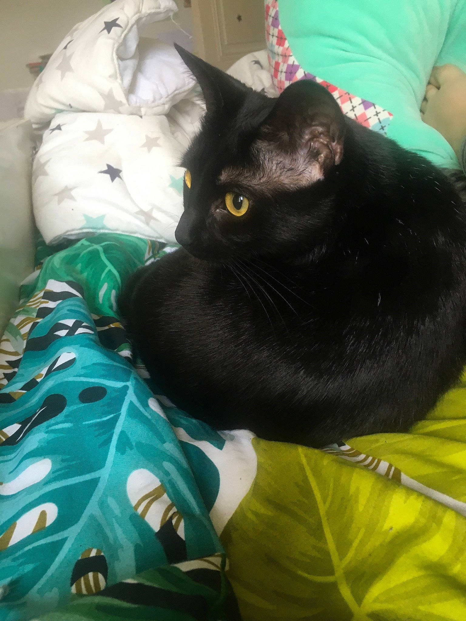 Phoebee participe au concours pour gagner de l'argent avec cette photo : asian, black_cat, bombay, carnivore, cat, domestic_short_haired_cat, felidae, korat, small_to_medium_sized_cats, whiskers