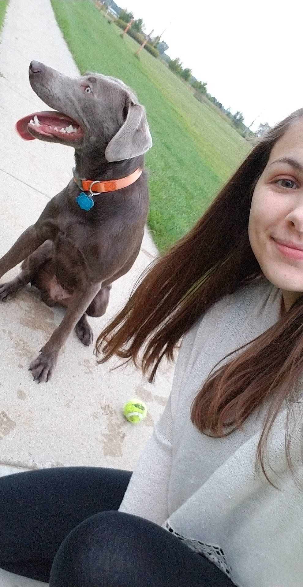 Bud joined the competition — help win amazing prizes! canidae, carnivore, companion_dog, dog, dog_breed, dog_collar, german_shorthaired_pointer, gun_dog, hunting_dog, liver, pointer, pointing_breed, sporting_group, vizsla, weimaraner