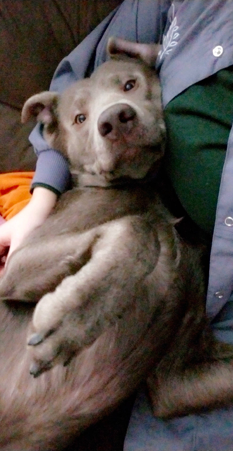 Bud is registered to the contest to win money with this photo: american_bulldog, american_pit_bull_terrier, ancient_dog_breeds, bully_kutta, canidae, carnivore, cordoba_fighting_dog, dog, dog_breed, dogo_argentino, dogo_guatemalteco, fawn, mammal, non_sporting_group, nose, pit_bull, rare_breed_dog, snout, sporting_group, vertebrate