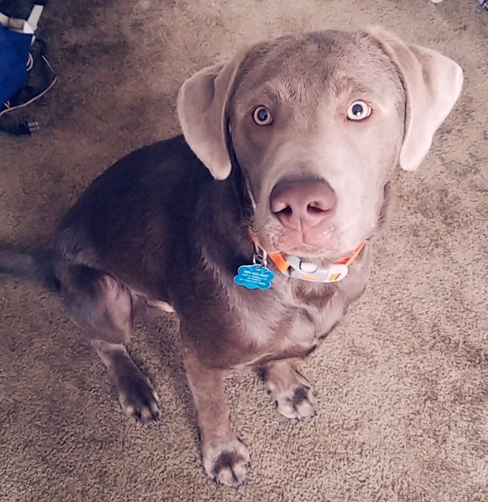 Bud joined the competition — help win amazing prizes! adventure, beagador, blue_lacy, canidae, carnivore, chesapeake_bay_retriever, dog, dog_breed, ear, fawn, labrador_retriever, mammal, nose, pointing_breed, puppy, retriever, snout, sporting_group, vertebrate, weimaraner