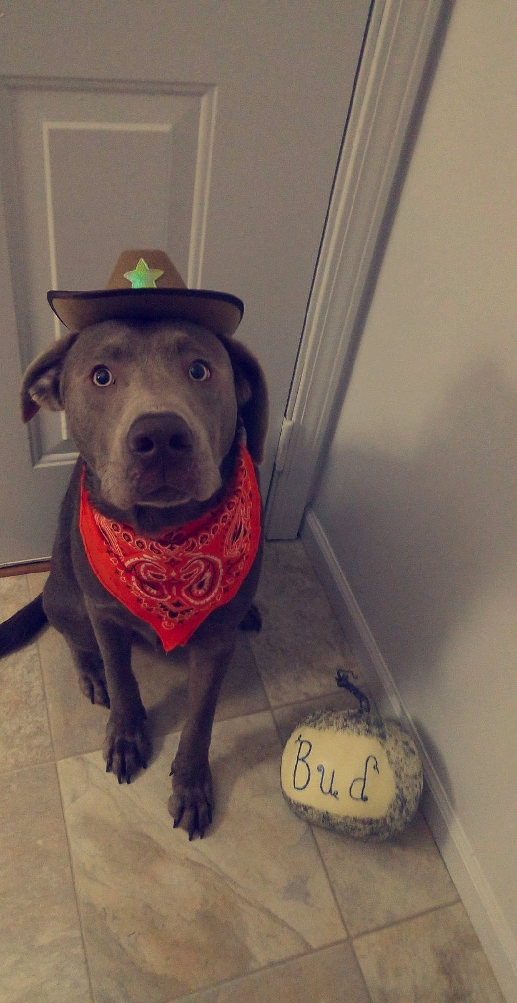 Bud joined the competition — help win amazing prizes! american_pit_bull_terrier, canidae, carnivore, dog, dog_breed, labrador_retriever, patterdale_terrier, pit_bull, snout, sporting_group, whiskers