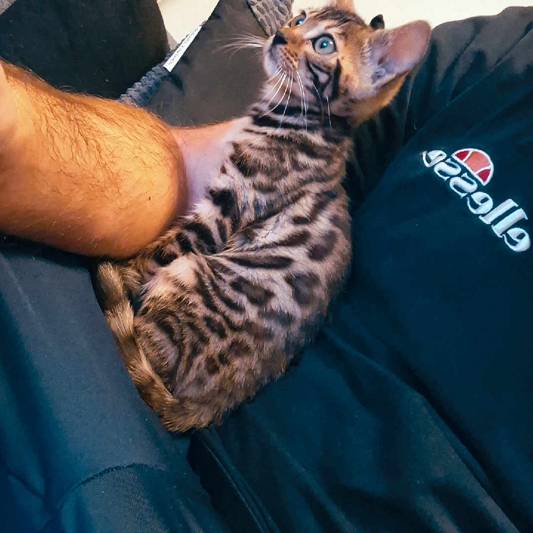 Athéna a rejoint le concours — aidez-le/la à gagner de superbes lots ! animal, arm, black_tshirt, blue_eyes, cat, closeup, couch, cozy, cushion, ellesse, fur, home, indoor, kitten, person, pet, relaxing, seated, spotted, whiskers