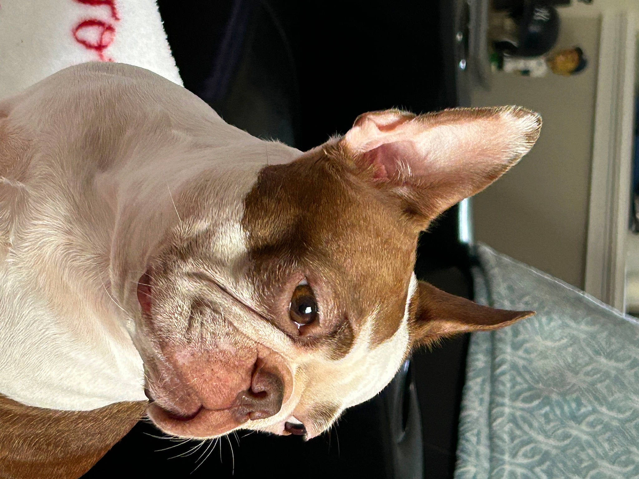 Sophie joined the competition — help win amazing prizes! canidae, carnivore, dog, dog_breed, ear, fawn, felidae, liver, mexican_hairless_dog, non_sporting_group, small_to_medium_sized_cats, snout, sporting_group, terrestrial_animal, whiskers, working_animal