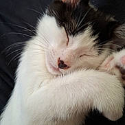 Balou participe au concours pour gagner de l'argent avec cette photo : cat, sleeping, black_and_white, fur, whiskers, paw, cute, pet, animal, domestic_animal, relaxation, cozy, close_up, feline, peaceful, resting, adorable, soft, indoors, nap