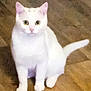 animal, cat, companion, curious, cute, domestic_animal, ears, feline, four_legs, fur, house_pet, indoor, looking, mammal, pet, sitting, tail, whiskers, white_cat, wooden_floor