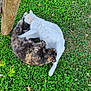 Neige a rejoint le concours — aidez-le/la à gagner de superbes lots ! cat, white_cat, tortoiseshell_cat, grass, clover, outdoor, nature, animal, pet, cuddling, wooden_post, playful, fur, whiskers, relaxing, two_animals, greenery, sunlight, peaceful, cute