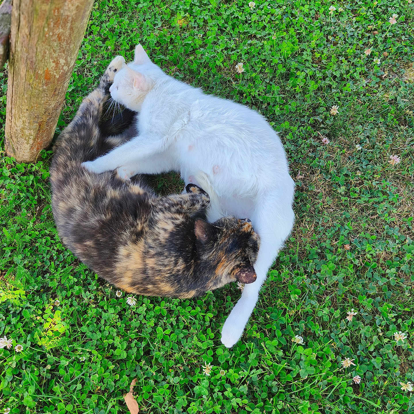 Neige a rejoint le concours — aidez-le/la à gagner de superbes lots ! animal, cat, clover, cuddling, cute, fur, grass, greenery, nature, outdoor, peaceful, pet, playful, relaxing, sunlight, tortoiseshell_cat, two_animals, whiskers, white_cat, wooden_post