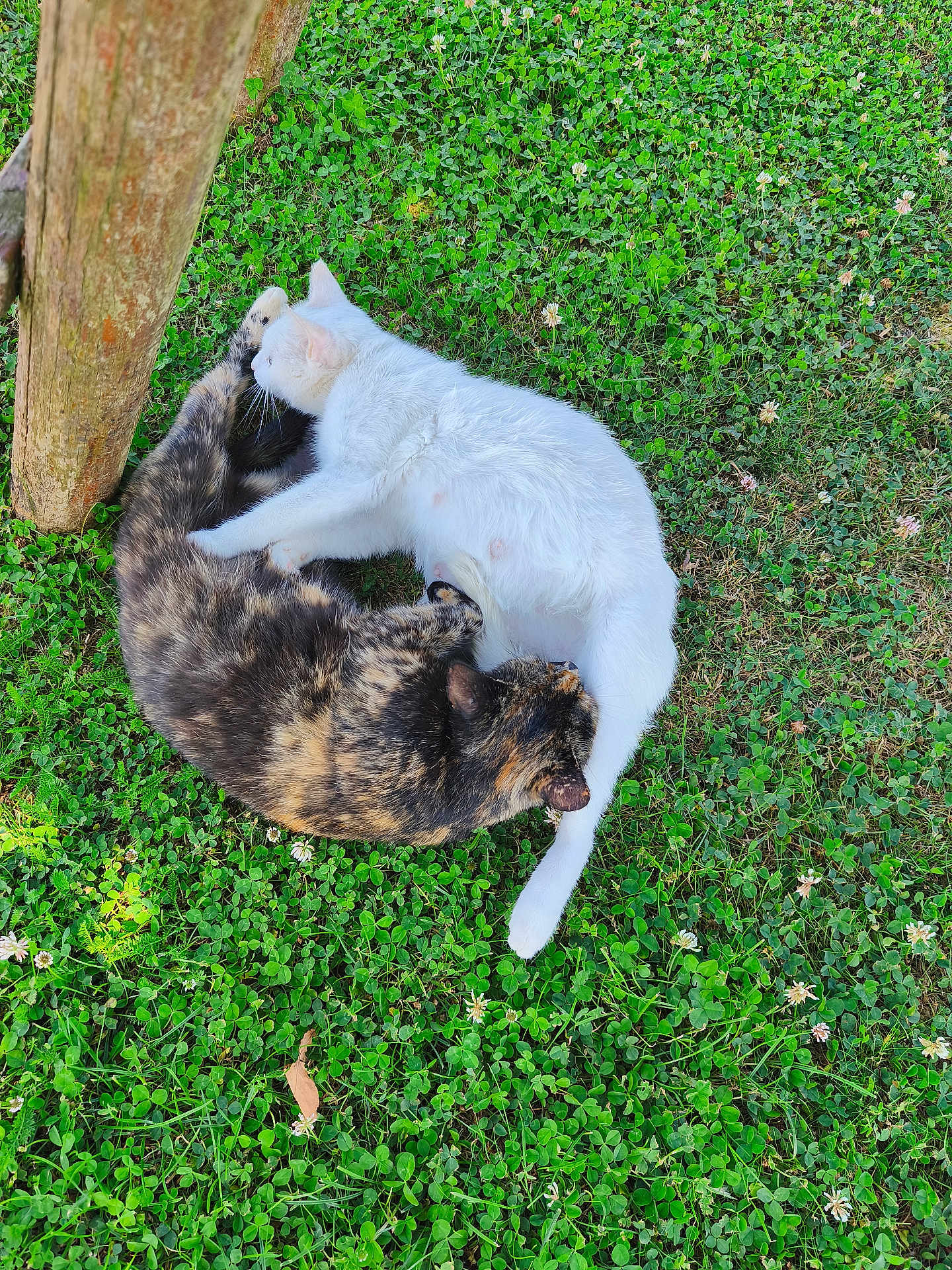 Neige a rejoint le concours — aidez-le/la à gagner de superbes lots ! cat, white_cat, tortoiseshell_cat, grass, clover, outdoor, nature, animal, pet, cuddling, wooden_post, playful, fur, whiskers, relaxing, two_animals, greenery, sunlight, peaceful, cute
