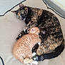 adorable, animal, cat, companion, cozy, cuddle, cute, domestic_cat, fur, home, indoor, kitten, mammal, orange_tabby, pet_bed, relaxation, resting, sleeping, snuggling, tortoiseshell_cat