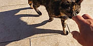 Plume participe au concours pour gagner de l'argent avec cette photo : animal, cat, closeup, curious, daytime, domestic_cat, feline, hand, interaction, outdoor, patio, person, pet, red_cup, shadow, sunlight, sunny, tile_floor, tortoiseshell_cat, touch