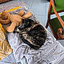 Plume a rejoint le concours — aidez-le/la à gagner de superbes lots ! bedspread, blanket, cat, chair, cozy, feline, green, home_interior, indoor, patterned, pet, quiet, resting, sleeping, soft_texture, stuffed_toy, teddy_bear, tile_floor, tortoiseshell, wooden_furniture