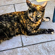 Plume a rejoint le concours — aidez-le/la à gagner de superbes lots ! cat, tortoiseshell, feline, animal, pet, laying_down, floor, tile, sunlight, fur, whiskers, ears, paw, relaxed, outdoor, closeup, mammal, domestic, cute, resting