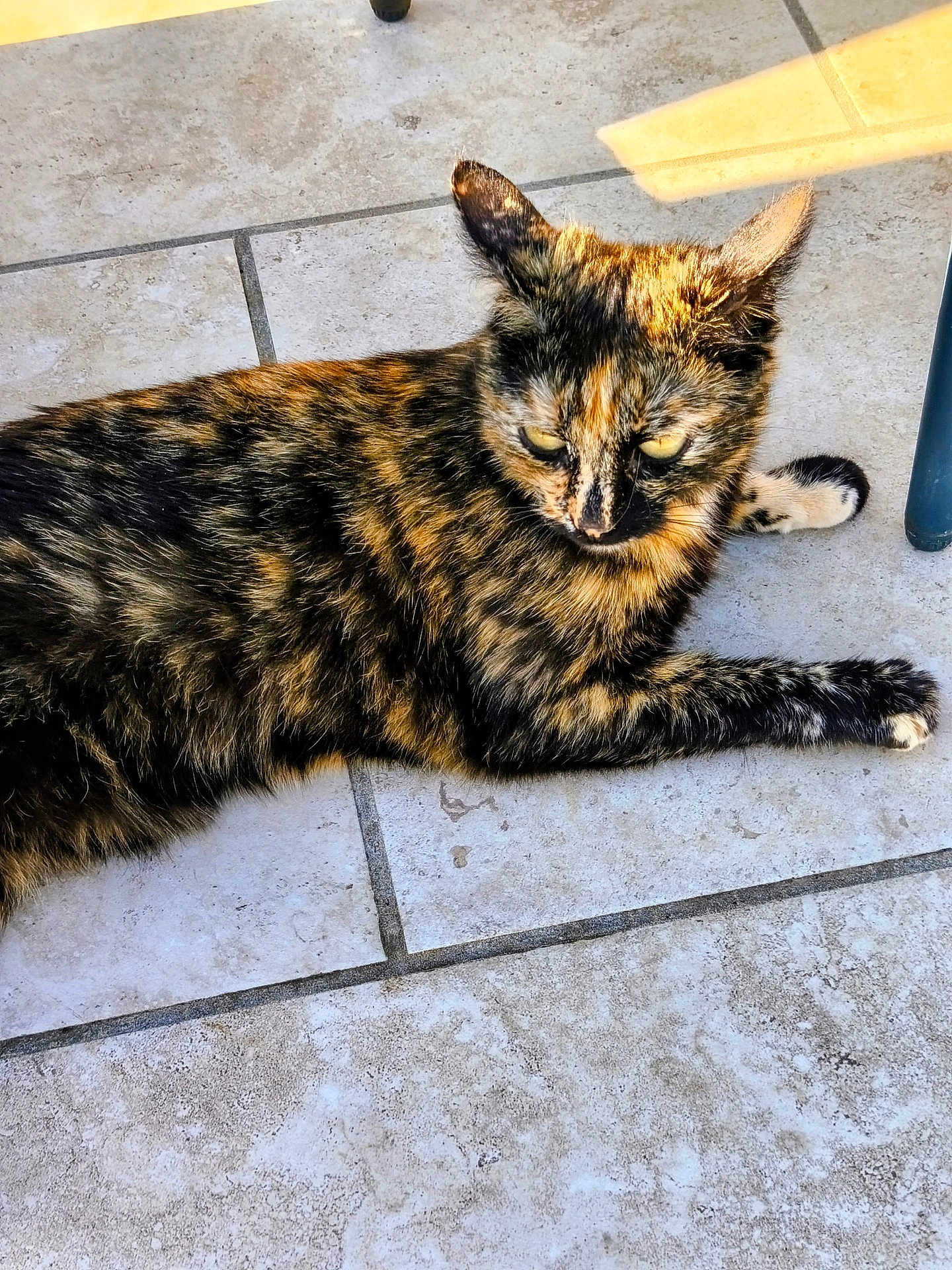 Plume a rejoint le concours — aidez-le/la à gagner de superbes lots ! cat, tortoiseshell, feline, animal, pet, laying_down, floor, tile, sunlight, fur, whiskers, ears, paw, relaxed, outdoor, closeup, mammal, domestic, cute, resting