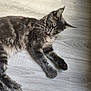 Aaron a rejoint le concours — aidez-le/la à gagner de superbes lots ! cat, tabby, gray_cat, pet, feline, grooming, floor, wood_floor, indoor, domestic, fur, whiskers, paw, relaxed, laying_down, animal, mammal, cute, home, quiet