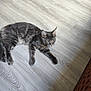 Aaron a rejoint le concours — aidez-le/la à gagner de superbes lots ! cat, gray_tabby, floor, wooden_floor, indoor, pet, animal, feline, relaxed, lying_down, whiskers, ears, tail, paw, basket, texture, light, shadow, domestic, home