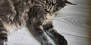 Aaron participe au concours pour gagner de l'argent avec cette photo : cat, tabby, gray_cat, pet, feline, grooming, floor, wood_floor, indoor, domestic, fur, whiskers, paw, relaxed, laying_down, animal, mammal, cute, home, quiet