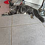 animal, bar_stools, cat, cute, domestic_animal, feline, floor, grey_cat, home, indoor, lounging, metal, pet, relaxed, resting, tabby, tail, tile_floor, whiskers, yellow_eyes
