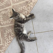 Aaron participe au concours pour gagner de l'argent avec cette photo : cat, kitten, gray, tabby, fur, pet, animal, floor, tile, rug, pattern, indoor, laying, curious, whiskers, tail, ears, paws, young, cute