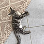 cat, kitten, gray, tabby, fur, pet, animal, floor, tile, rug, pattern, indoor, laying, curious, whiskers, tail, ears, paws, young, cute